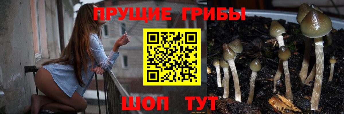 Галлюциногенные грибы Psilocybe Нерюнгри